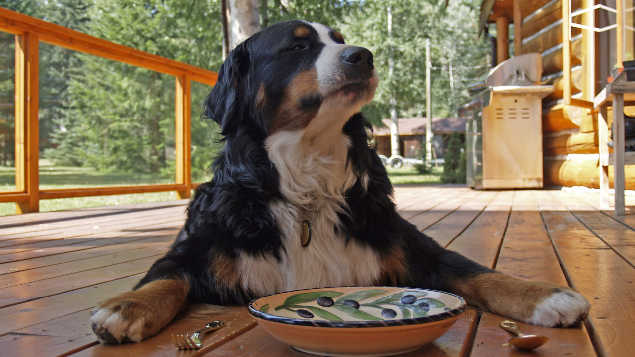 köpek yemek bekliyor
