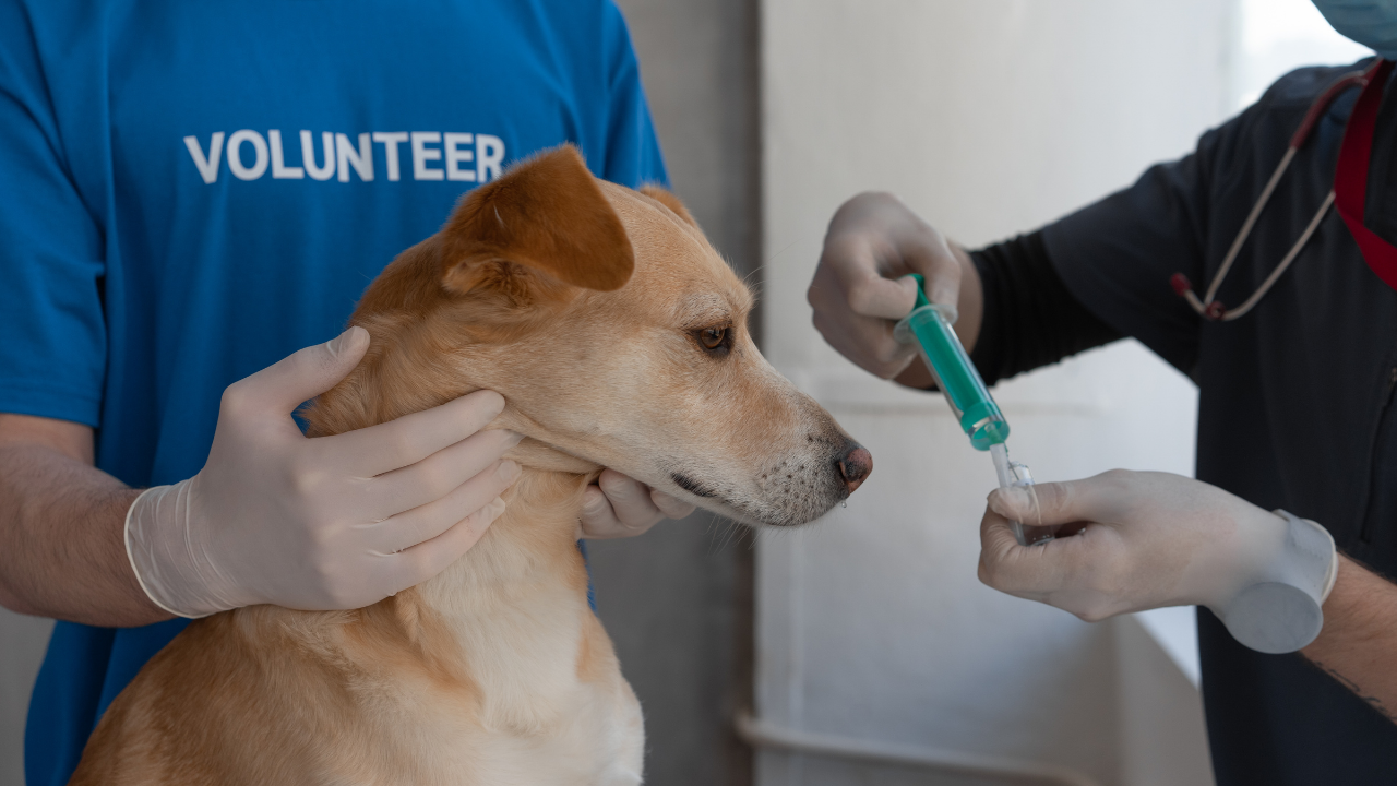 aşı yaptırılan bir köpek