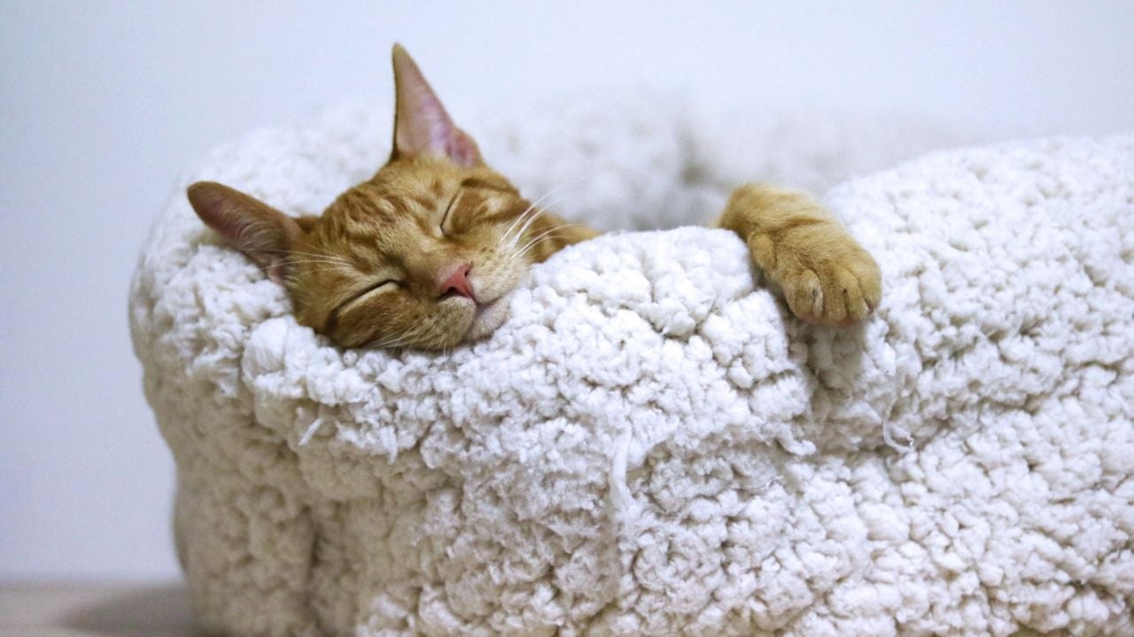 uyuyan sarman kedi