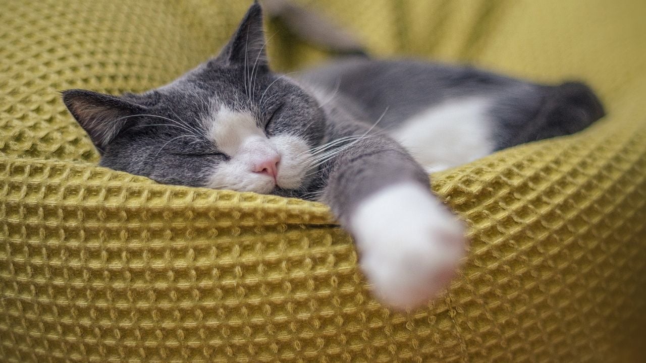 sarı kumaş üzerinde uyuyan gri beyaz kedi