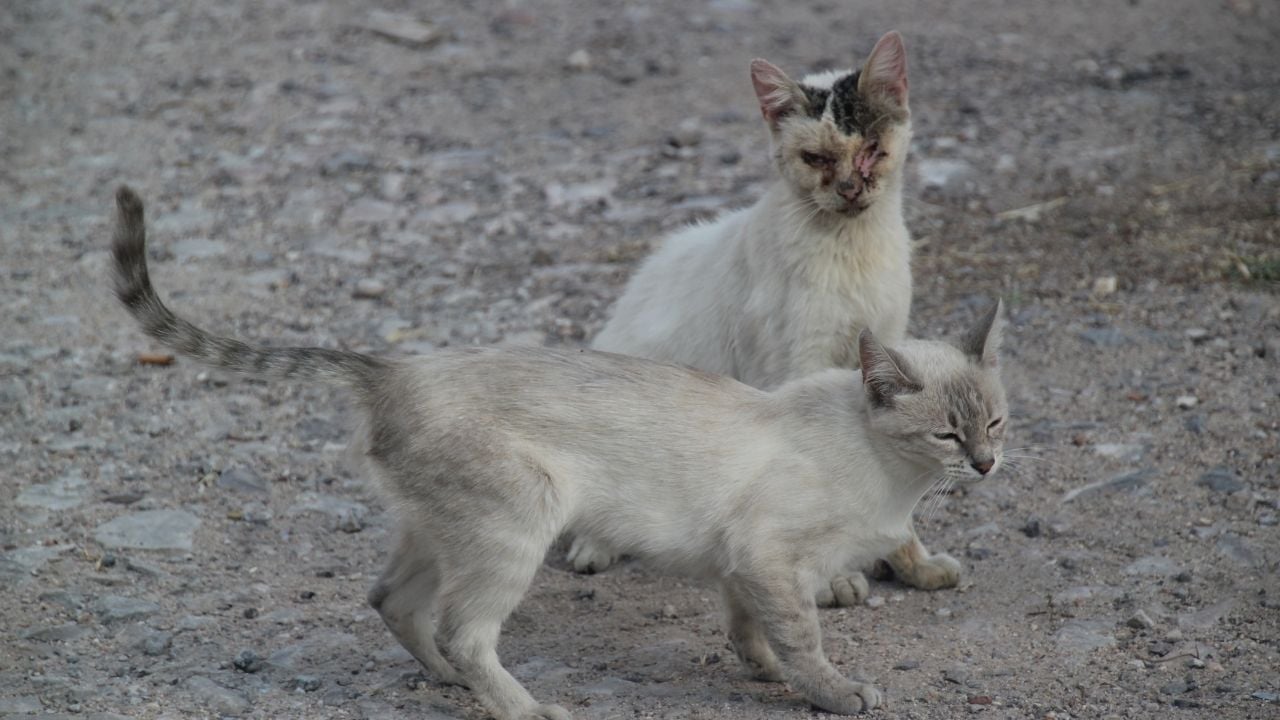 iki beyaz kedi, biri hasta