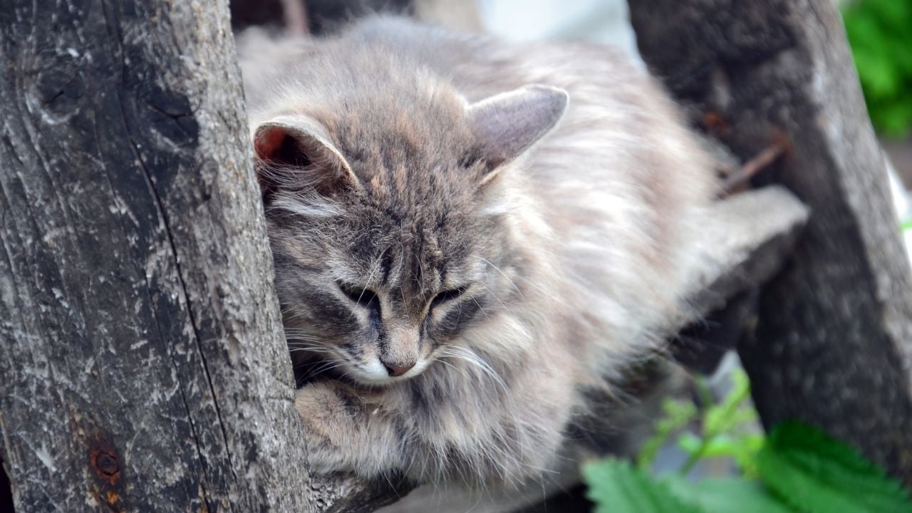 depresyonda bir kedi