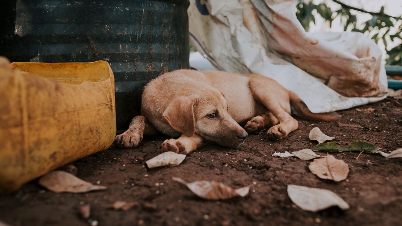 yerde yatan bir köpek