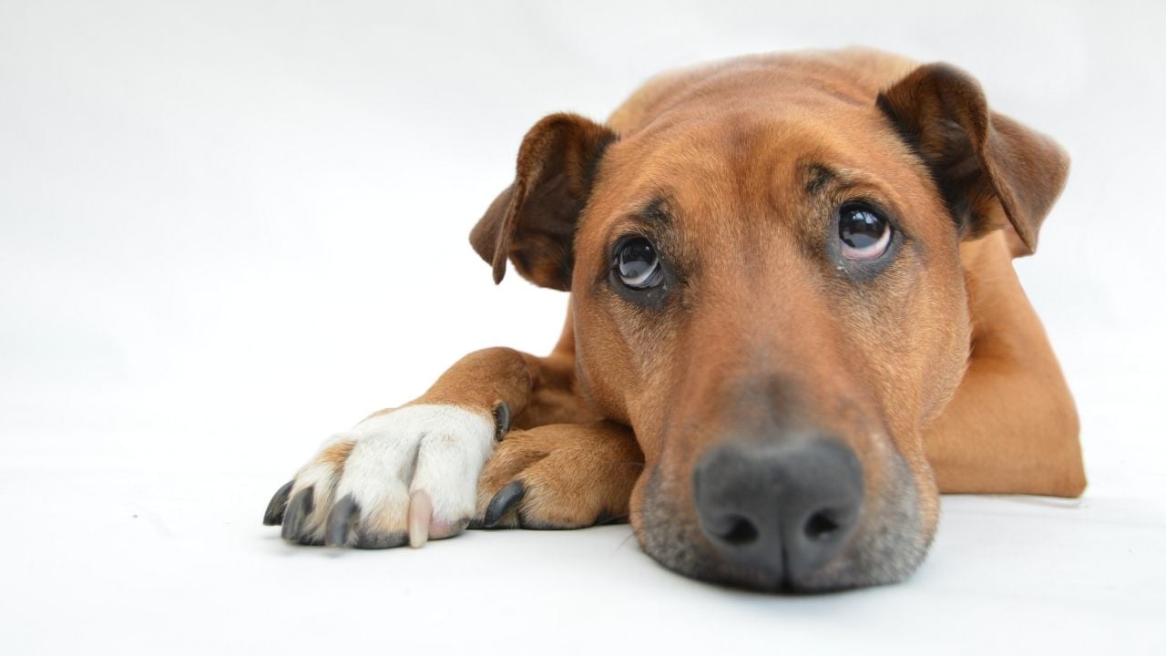 üzgün ve yalnız bir köpek
