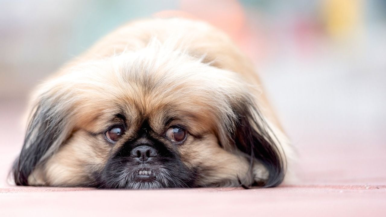 korkuyla bakan bir köpek