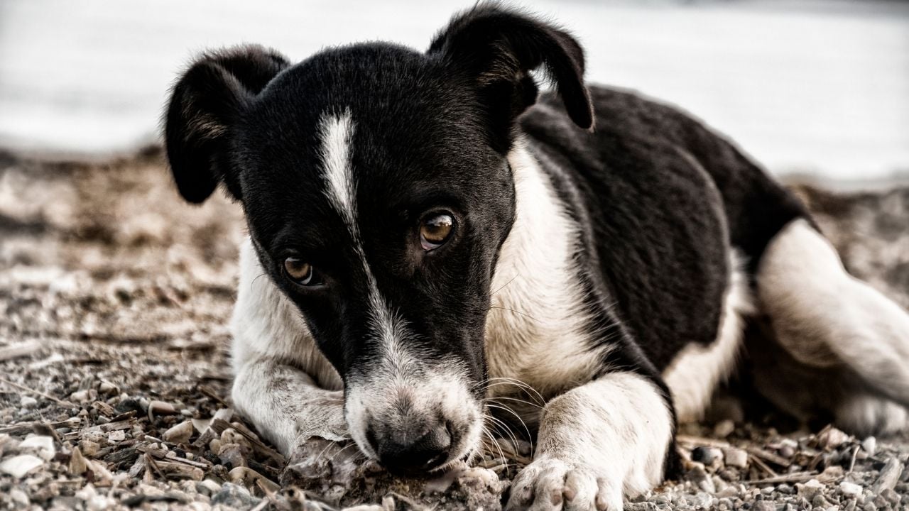 siyah ve beyaz sevimli bir köpek