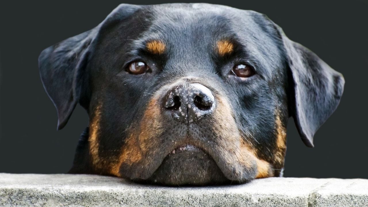 üzgün bakan siyah bir köpek