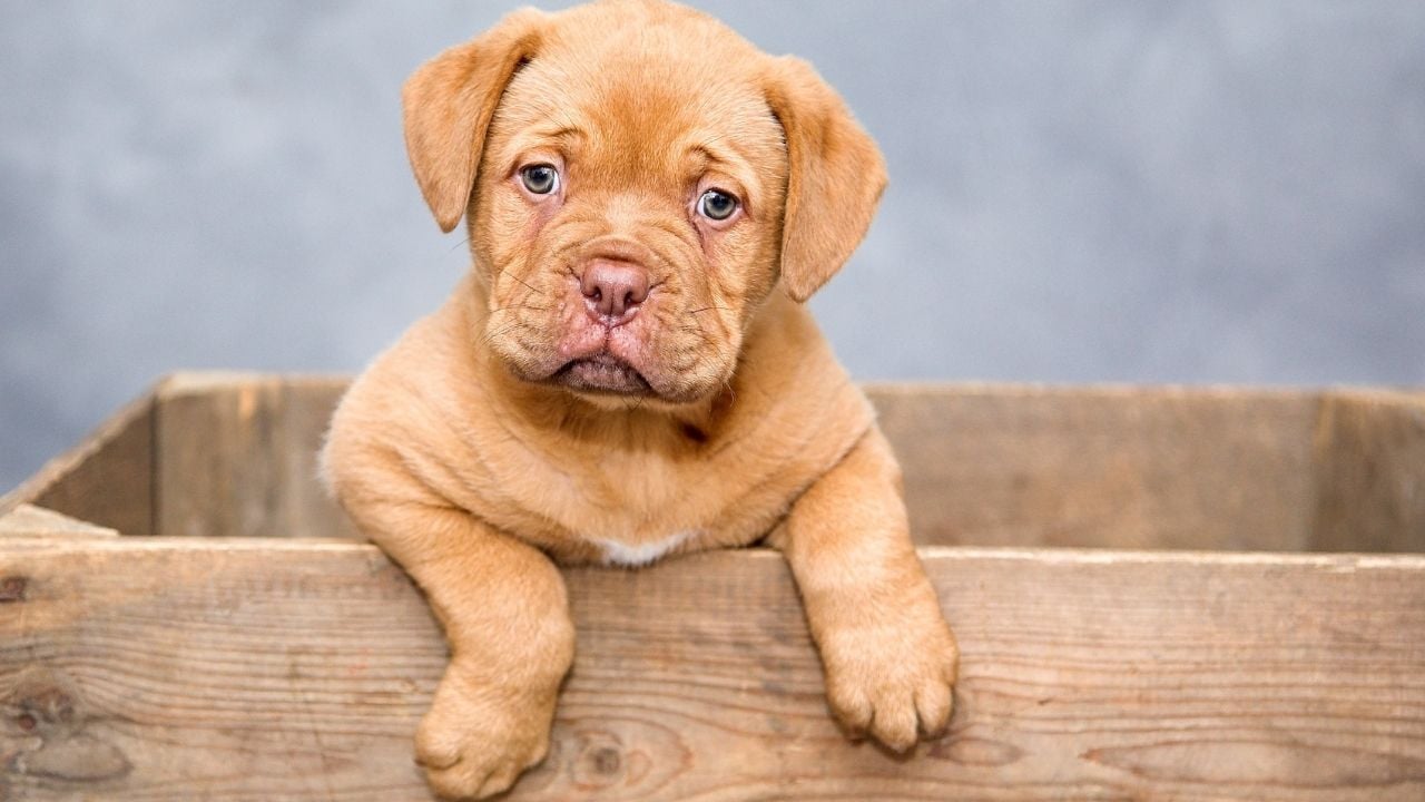 ilgi bekleyen sevimli bir yavru köpek