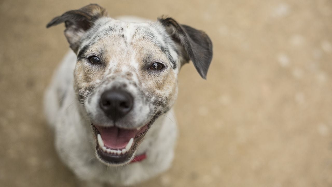 mutlu bir beyaz köpek