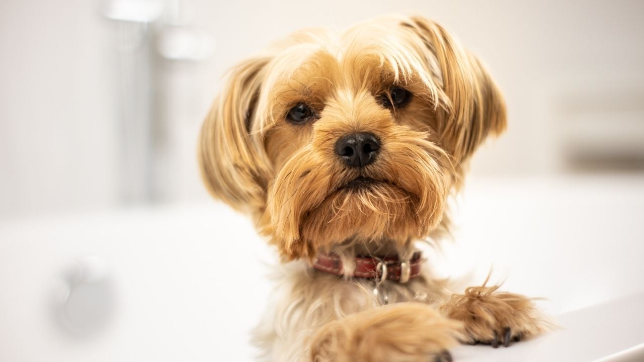 kırmızı tasmalı sevimli bir köpek