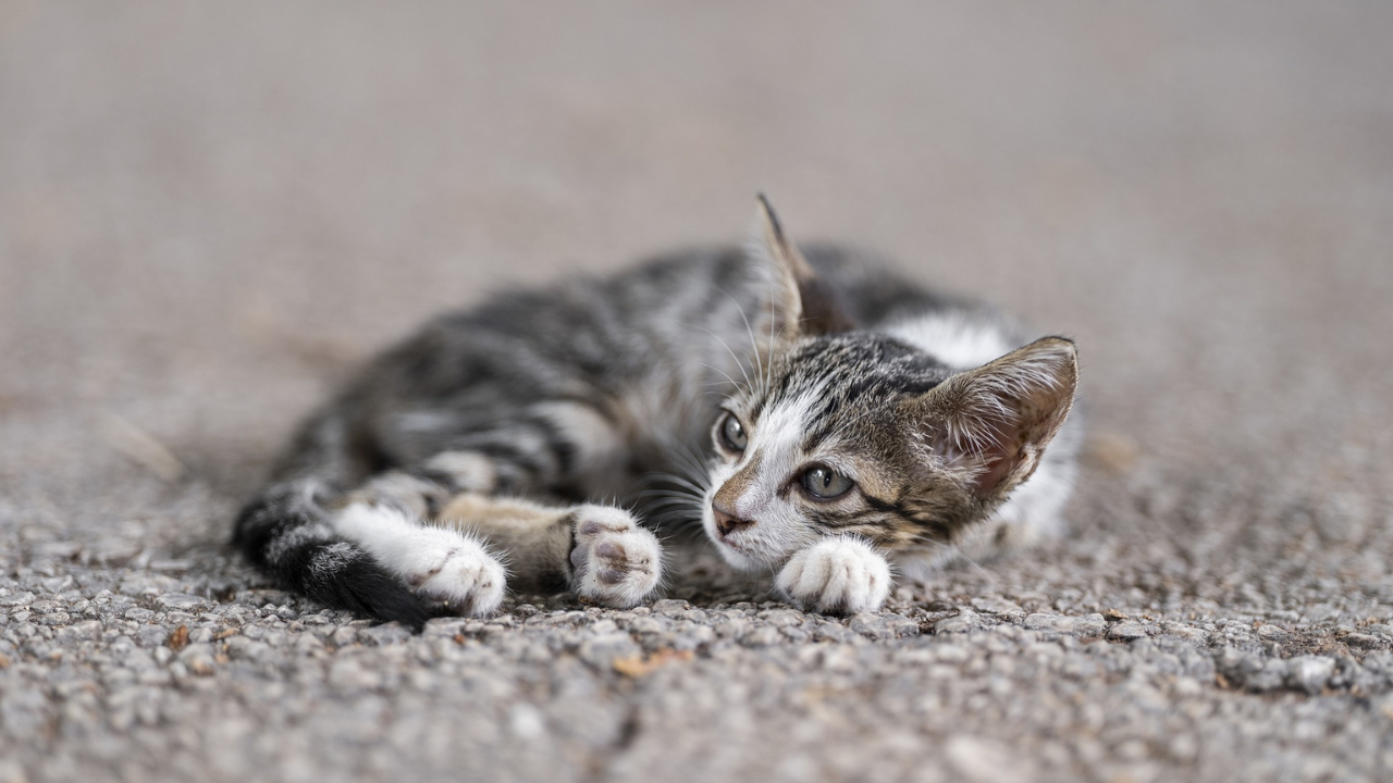 hasta bir yavru kedi