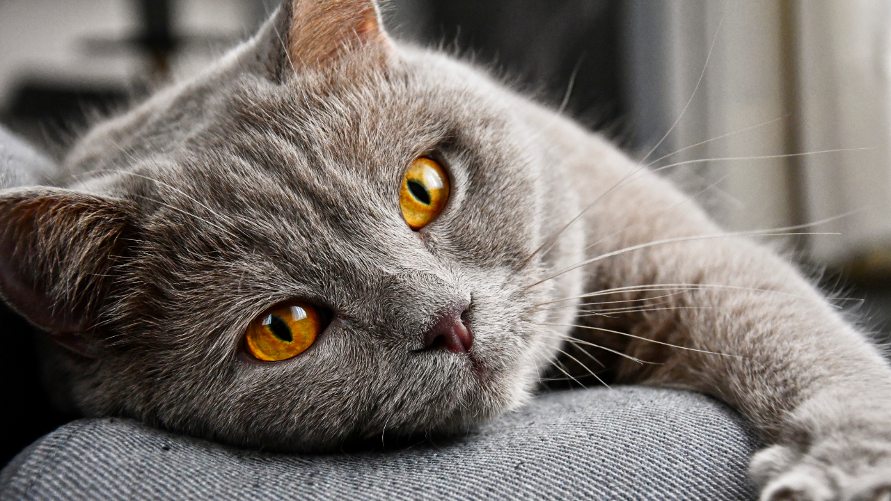yorgun ve hasta bir kedi