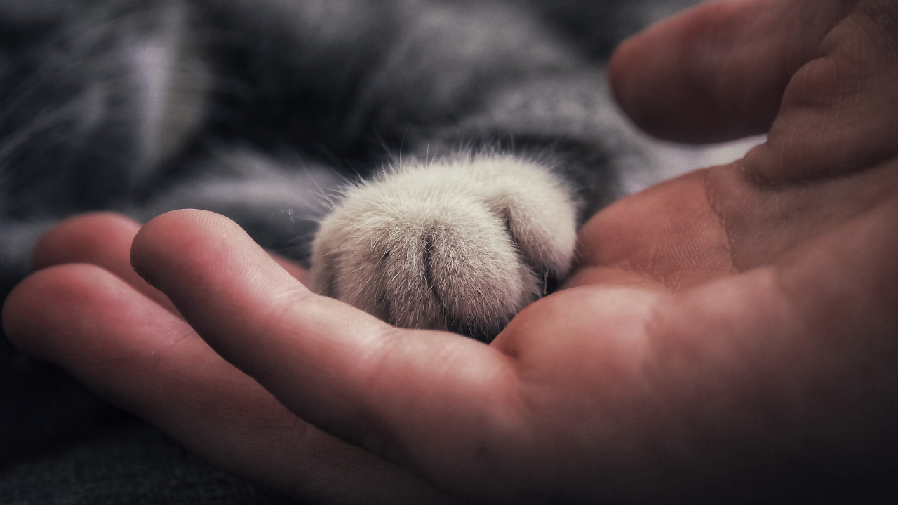 veterinerin eli ve kedi patisi