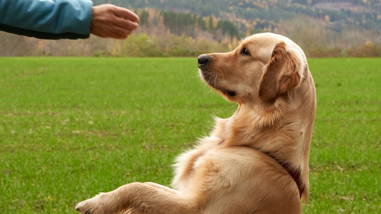 sahibi tarafından eğitilen golden cinsi bir köpek