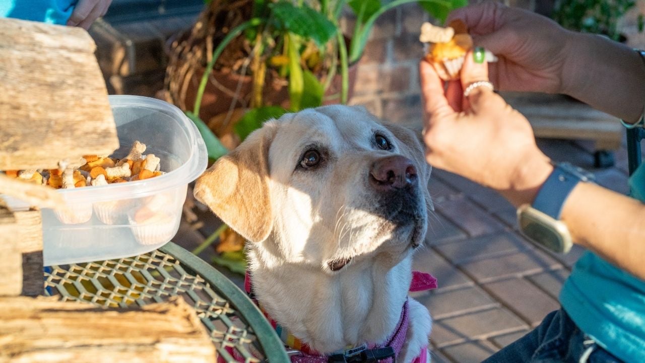 köpek hevesle ödül mamasına bakıyor