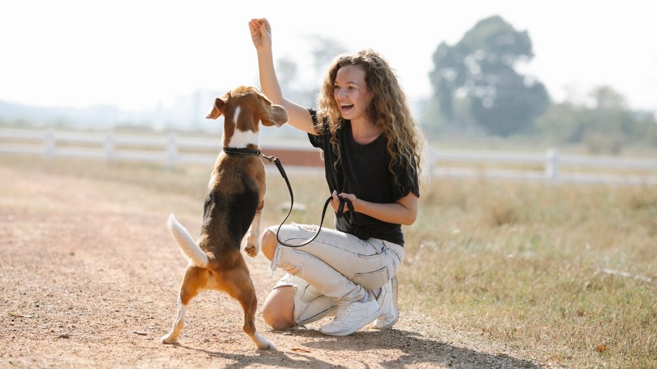 temel beceriler için eğitilen bir köpek ve sahibi