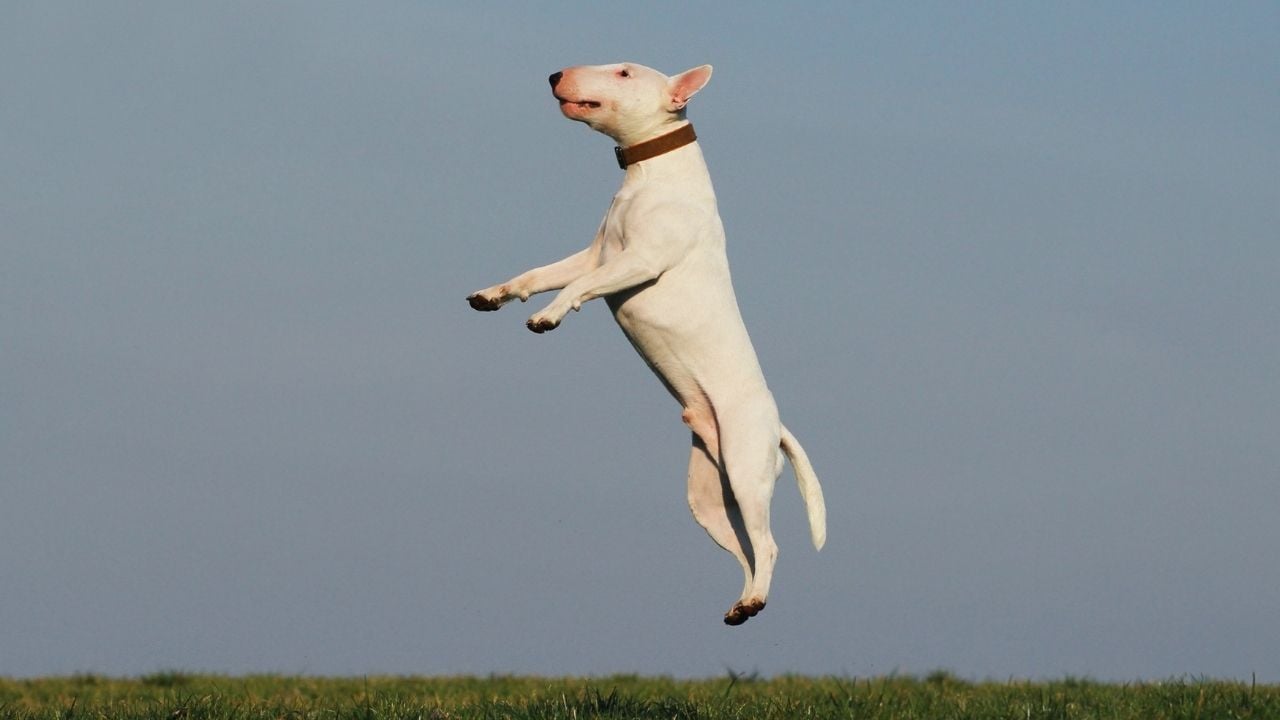 heyecandan zıplayan beyaz bir köpek