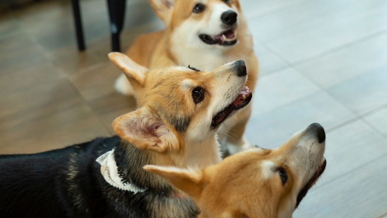 üç sevimli köpek
