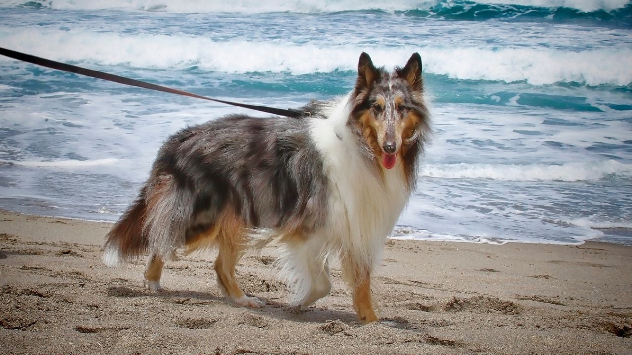 tasmayla dolaştırılan uzun tüylü bir köpek
