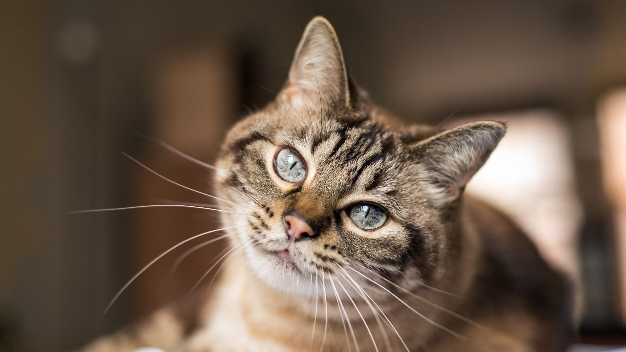 yeşil gözlü güzel bir kedi kameraya bakıyor