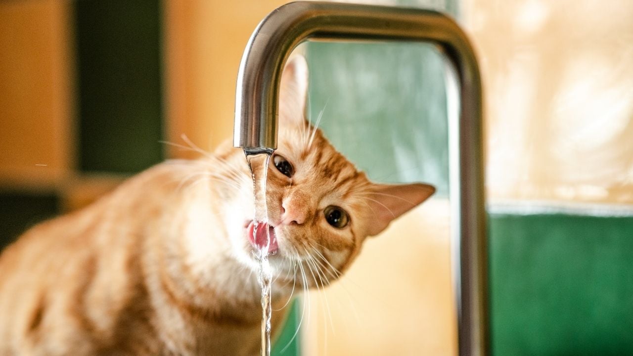 musluktan su içen sarman kedi