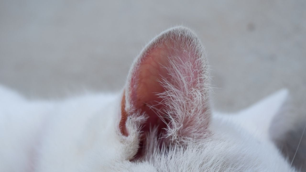 yakın çekim kedi kulağı