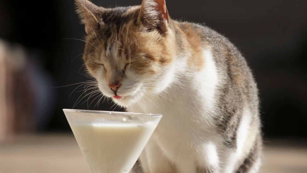 önünde süt kabı olan bir kedi