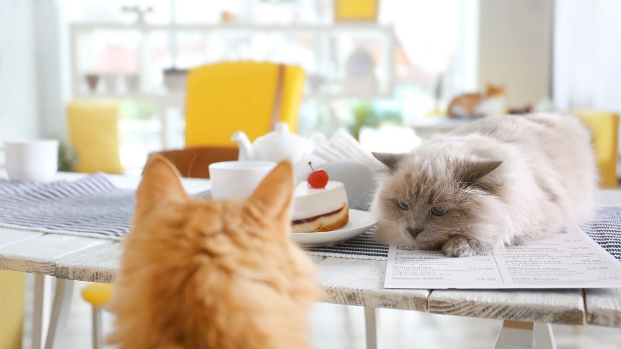 masada bir tatlı ve yanında iki kedi