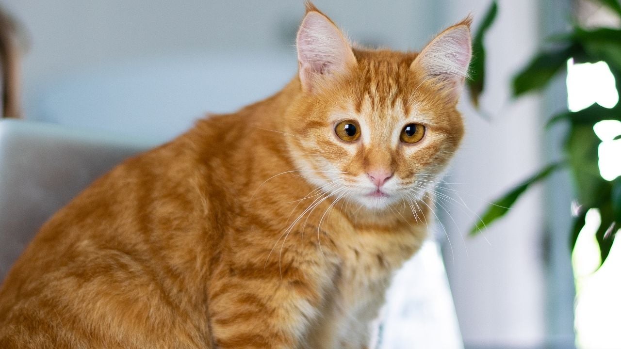 sarman ve şaşı bir kedi