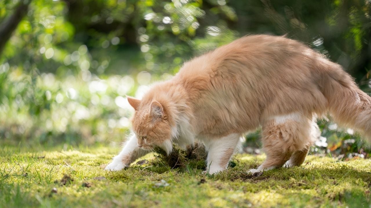 tuvaletini gömen bir kedi