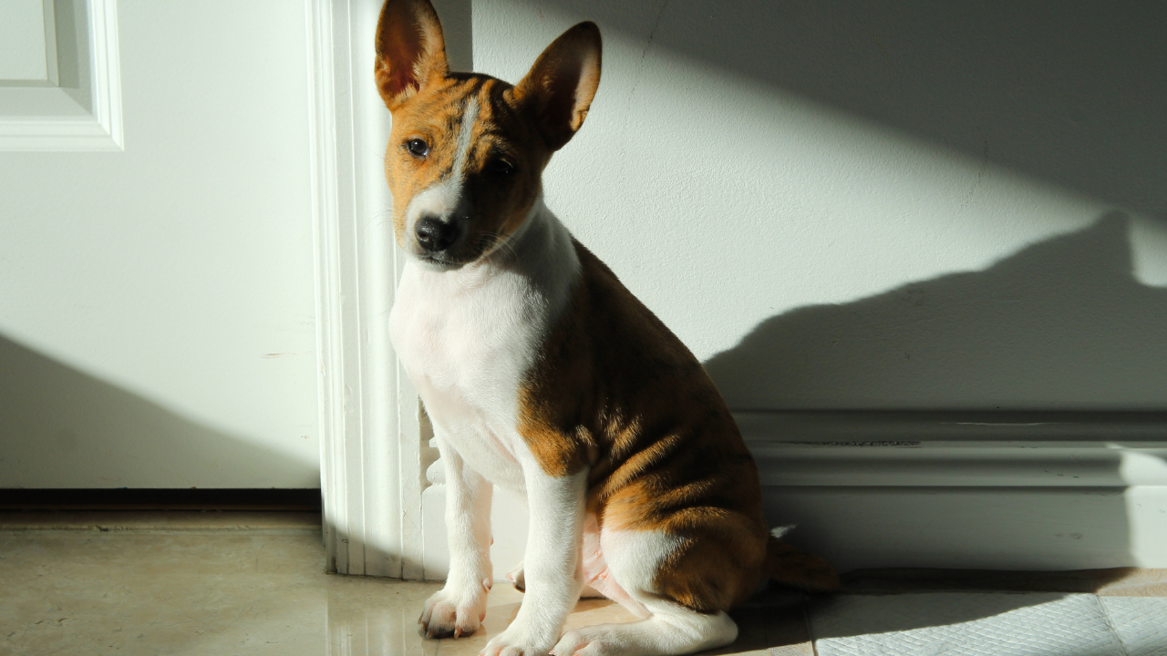 basenji ırk köpek oturuyor