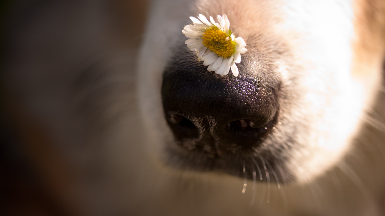 üzerinde papatya olan köpek burnu yakın çekim