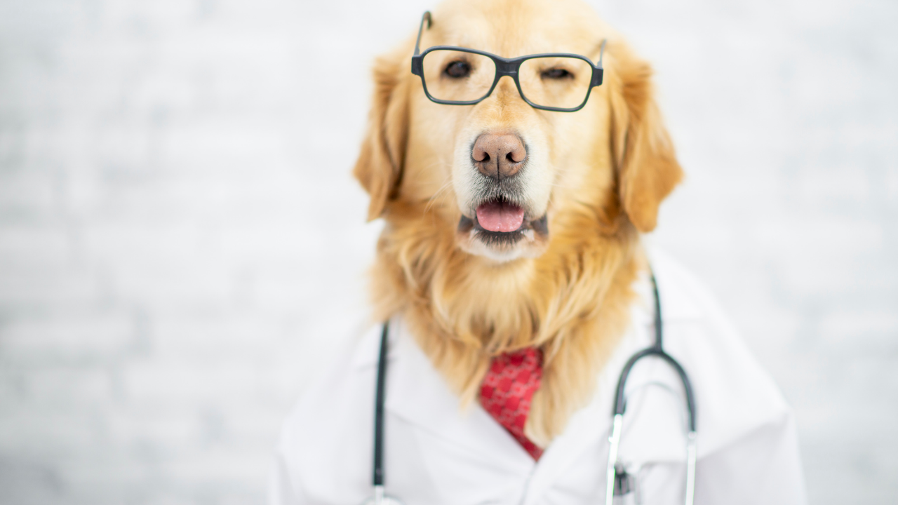 doktor kılığında bir golden köpek