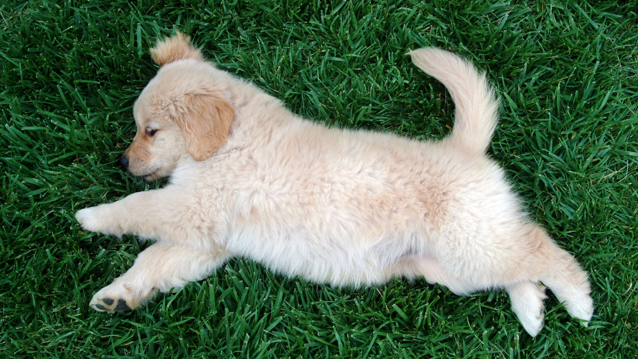 dünyanın en zeki köpeklerinden olan golden yavrusu yatıyor