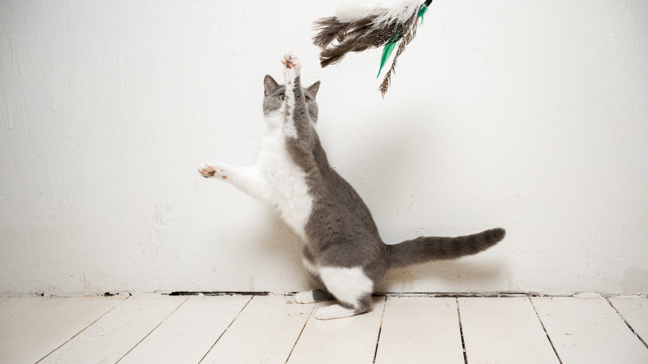 genç kedi oyun oynuyor