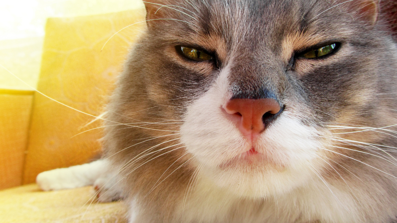 yetişkin bir kedi kameraya bakıyor