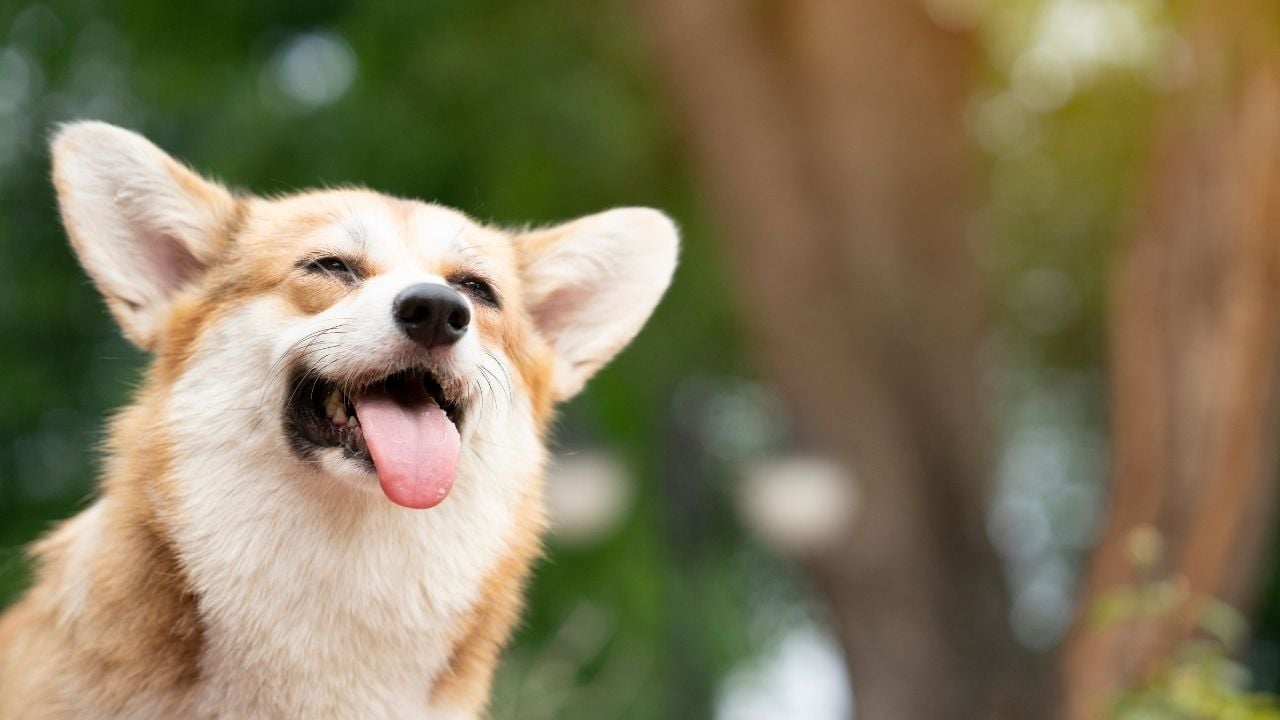 mutlu ve gülümseyen sevimli bir köpek