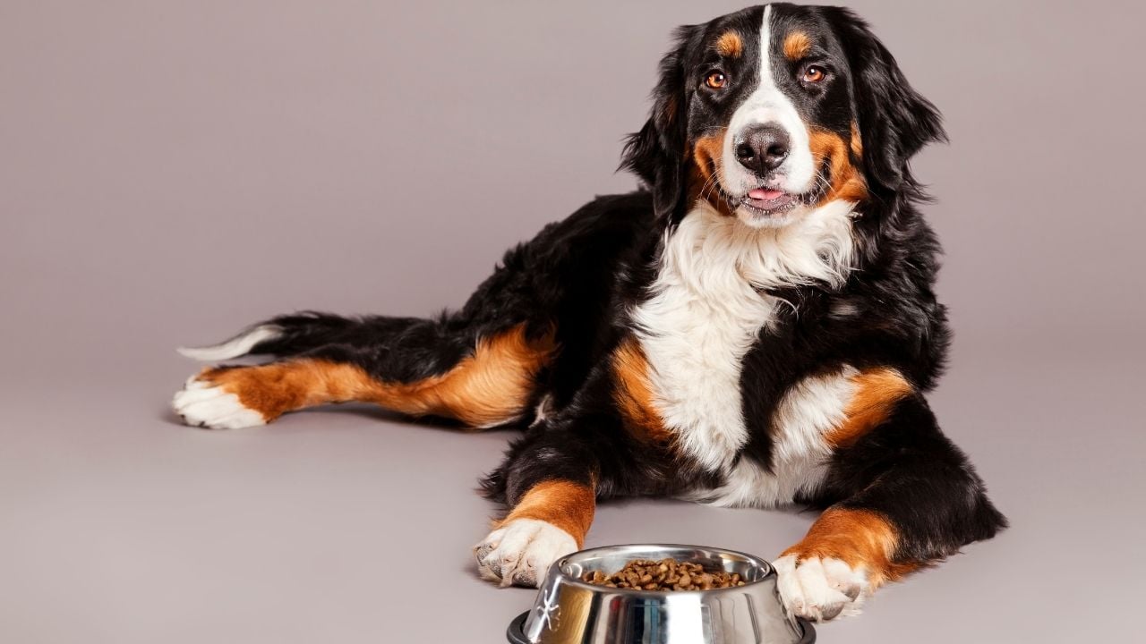 mama kabı ile poz veren ve gülümseyen köpek