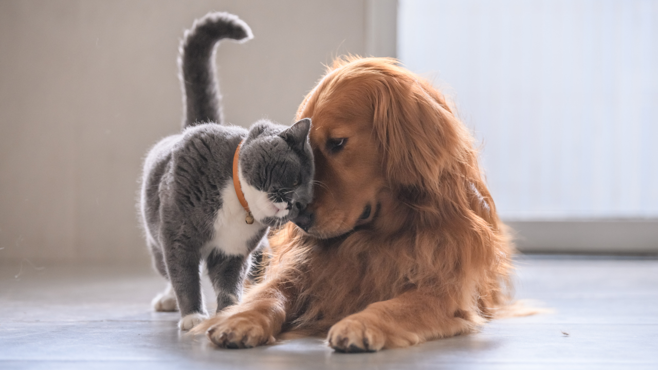 kuyruğu çengel gibi kıvrık, mutlu bir kedi ve yanında bir köpek