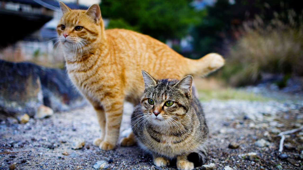 kuyruğu biraz havada heyecanlı bir sarman kedi ve yanında tekir kedi