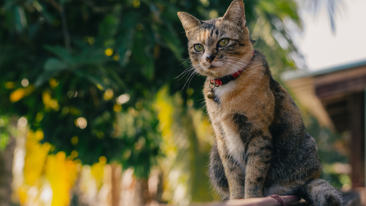 otururken kuyruğunu sallayan öfkeli bir kedi
