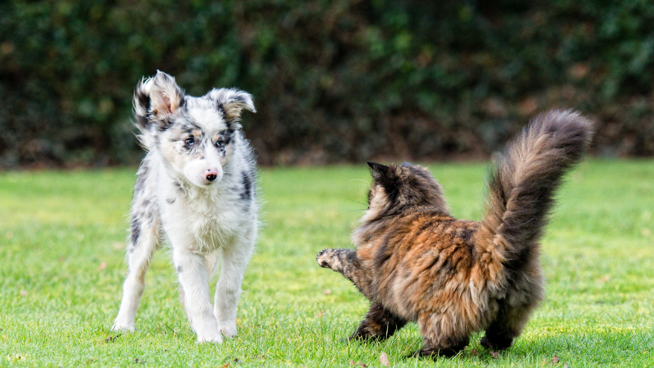 bölgesini korumaya çalışan bir kedi