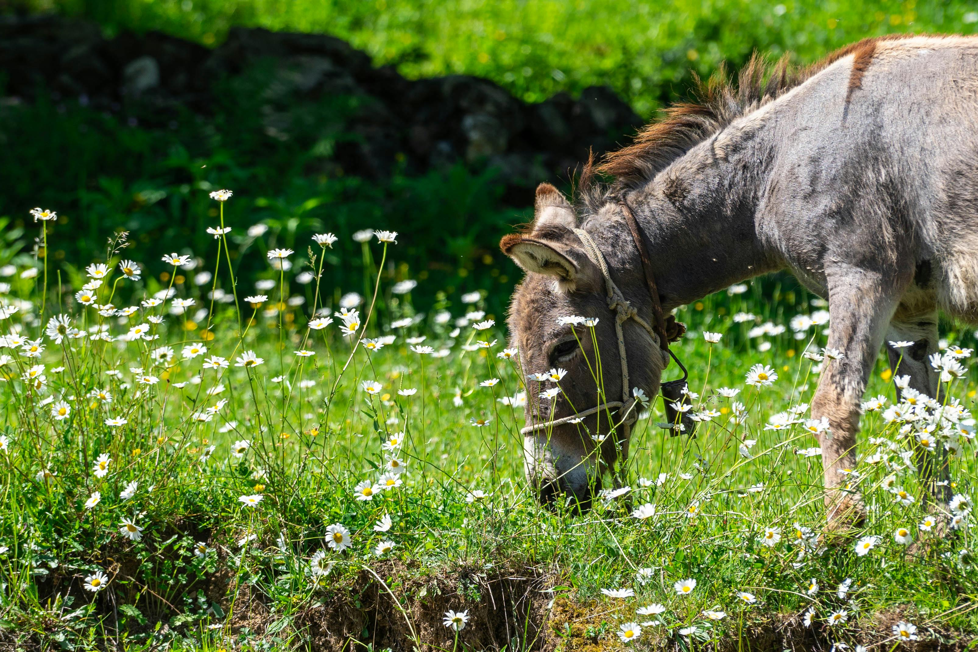 Donkey near Gudauri, Georgia