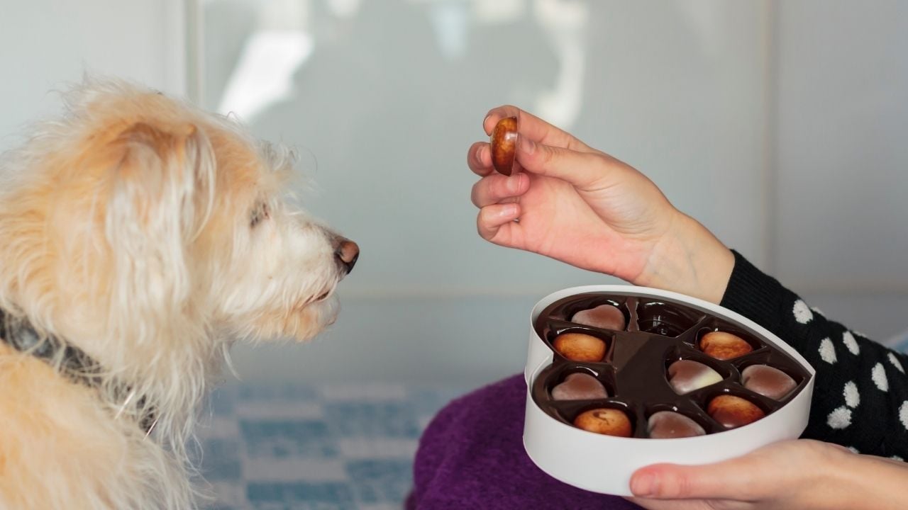 çikolata tutan bir ele bakan beyaz köpek