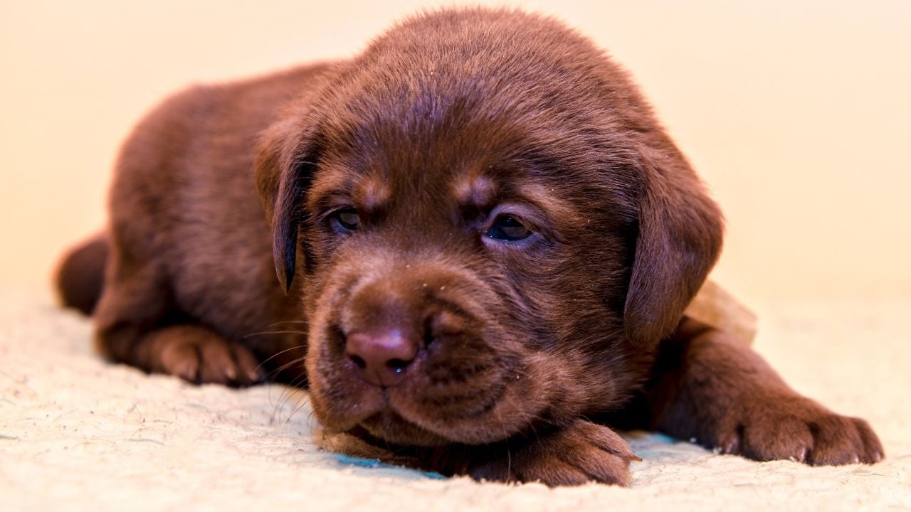 kahverengi yavru halsiz köpek