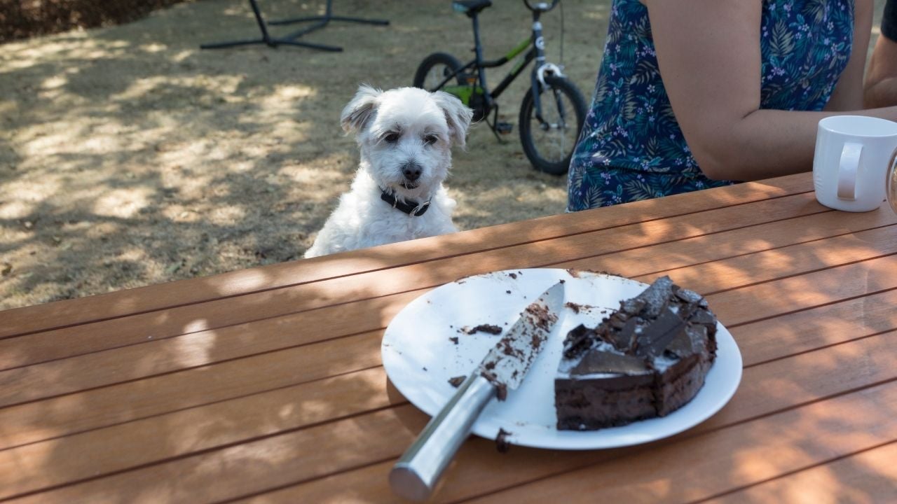 pastaya bakan bir köpek