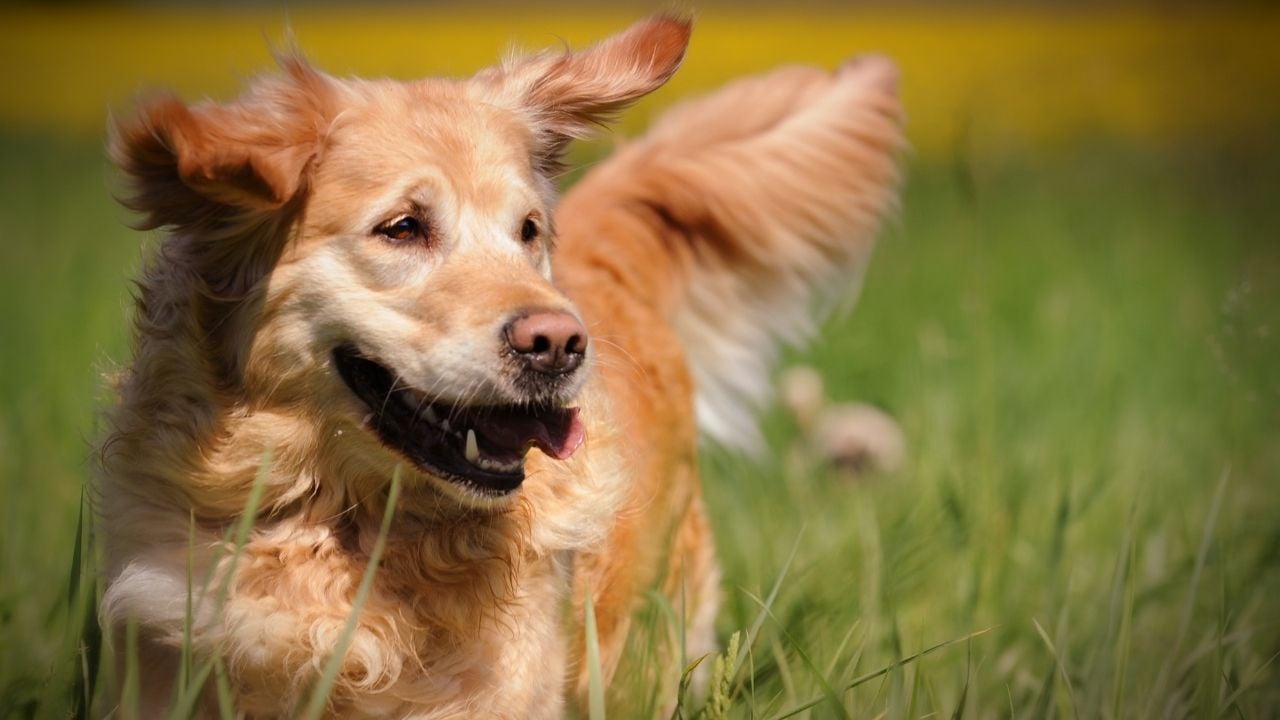 golden retriever köpek çimlerde koşuyor