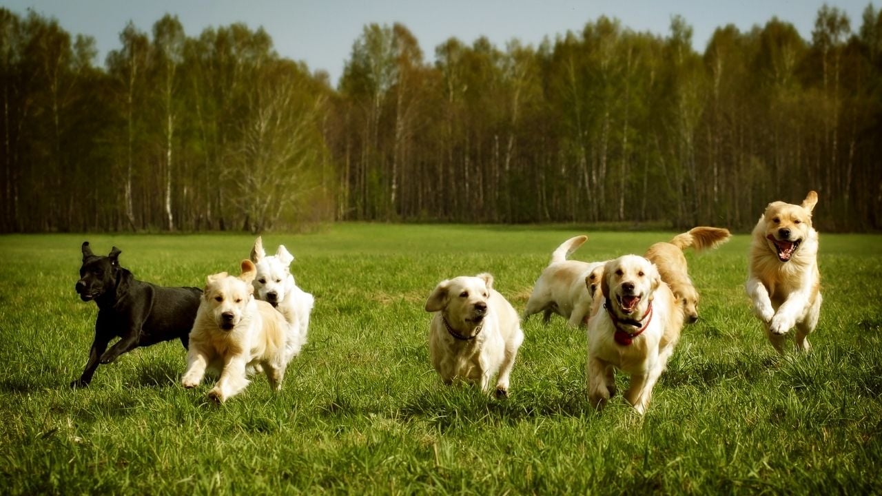 çeşitli tonlarda golden retriever köpekler ormanda oyun oynuyor, yanlarında siyah bir köpek var