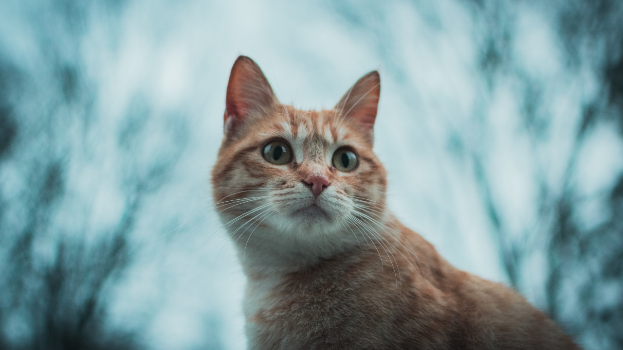 tekir cins sarman kedi, yakın çekim