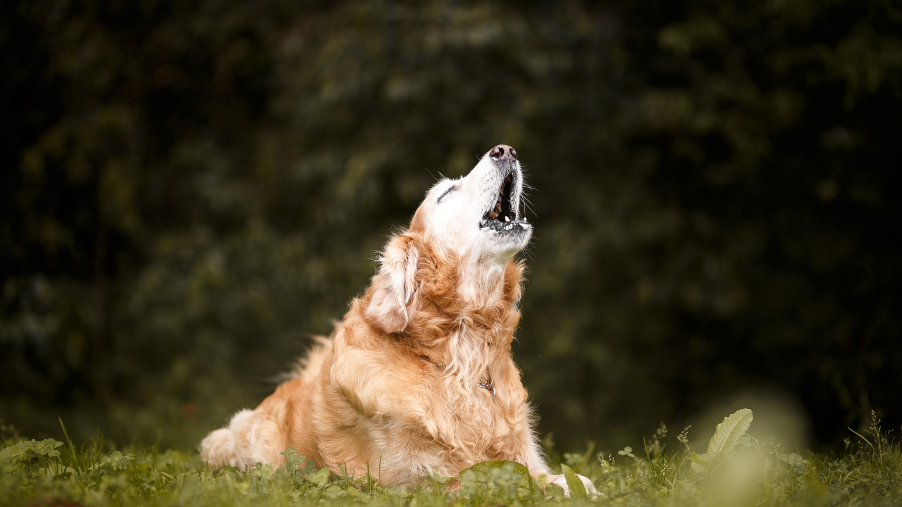 uluyan bir golden köpek